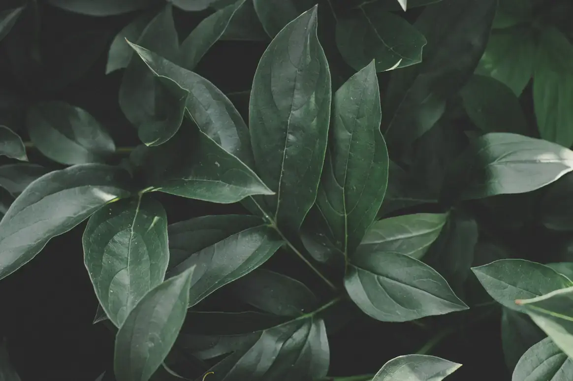 Dense green foliage in a maintained garden