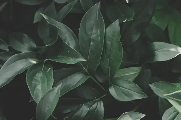 Dense green foliage in close up