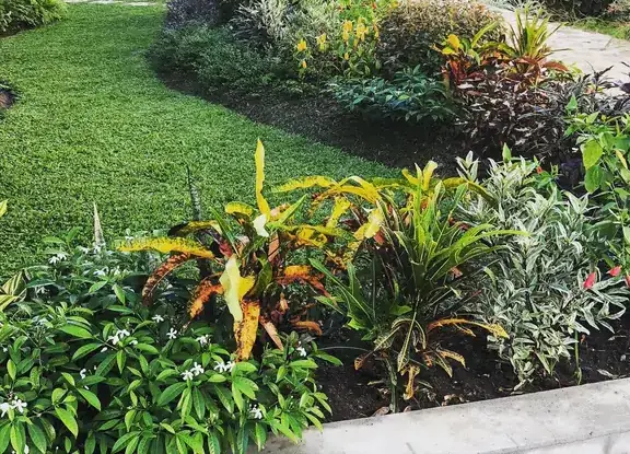 Lawn edge meeting thick mixed borders in a Saint Lucian garden