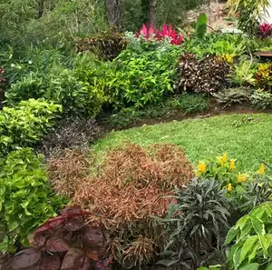 Planted beds and lawn with mature specimen planting