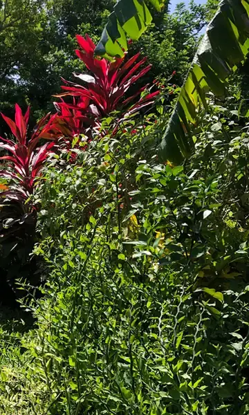 Red ti plants with broad burgundy leaves