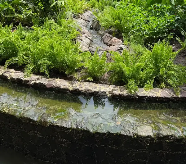 Stone stepping path through tropical planting beside a pond