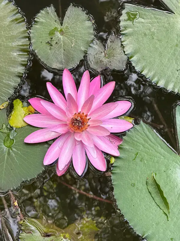 Pink water lily floating on a garden pond